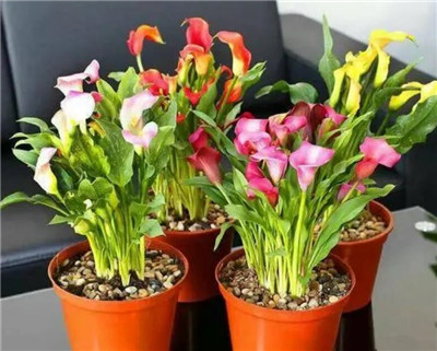 马蹄莲的养殖方法和注意事项,马蹄莲怎么养长得好-图片2