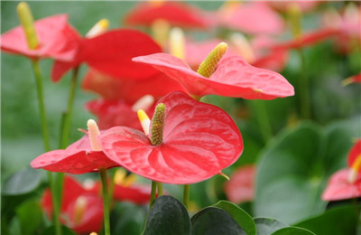 红掌的养殖方法和注意事项-图片2