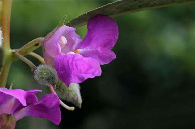 凤仙花图片及资料,老花匠带你快速了解凤仙花-图片1