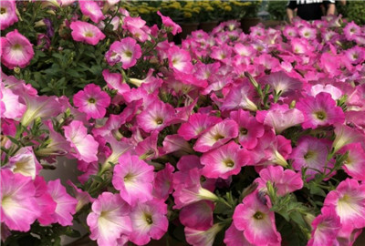 牵牛花的养殖方法和注意事项,牵牛花怎么养长得好-图片1