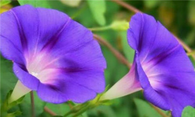 牵牛花的花语和寓意,象征意义是什么-图片1