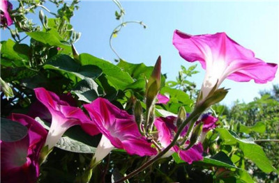 牵牛花传播种子的方法是什么，靠什么传播种子