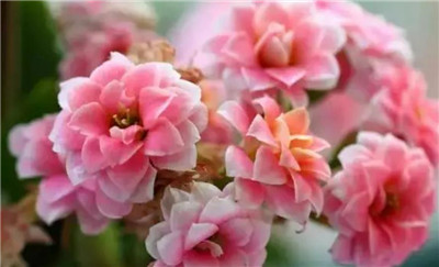 长寿花有毒吗,可以在室内养殖吗-图片1