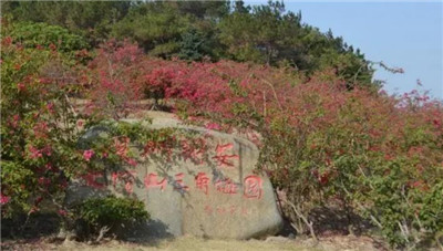 大帽山三角梅园介绍，游玩的最佳时间