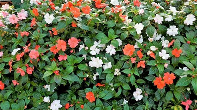 非洲凤仙花图片及资料-图片2
