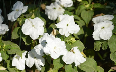 白凤仙花图片及资料-图片2