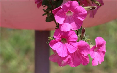 牵牛花的养殖方法和注意事项,牵牛花怎么养长得好-图片2