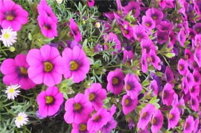 牵牛花的花语和寓意,象征意义是什么-图片2