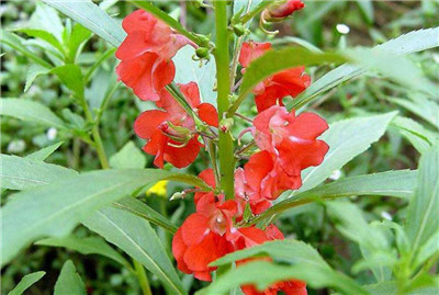 凤仙花图片及资料,老花匠带你快速了解凤仙花-图片2
