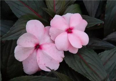 凤仙花图片及资料,老花匠带你快速了解凤仙花-图片3