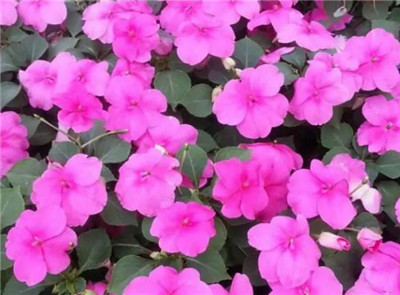 非洲凤仙花图片及资料-图片3
