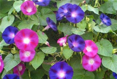 牵牛花是什么颜色的，都有哪些颜色-图片2