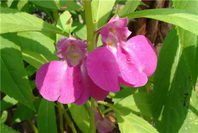 凤仙花图片及资料,老花匠带你快速了解凤仙花-图片4