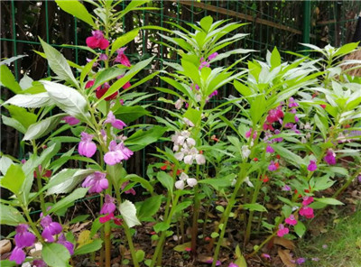 凤仙花图片及资料,老花匠带你快速了解凤仙花-图片5