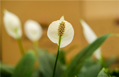 一帆风顺花有毒吗,一帆风顺花可以在室内养殖吗-图片2