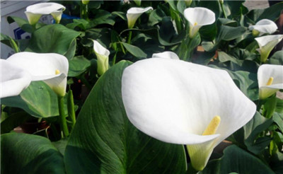 一帆风顺花有毒吗,一帆风顺花可以在室内养殖吗-图片1